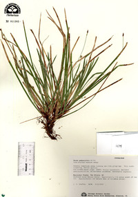 Carex pedunculata image