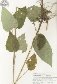 Scrophularia marilandica image