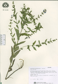 Scutellaria galericulata image