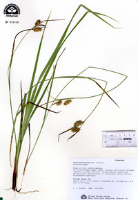 Carex hystericina image