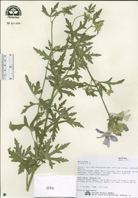 Malva alcea image