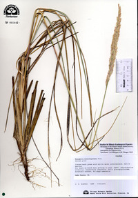 Ammophila breviligulata image