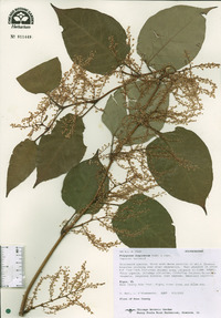 Reynoutria japonica image