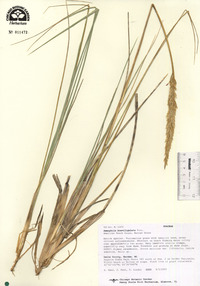 Ammophila breviligulata image