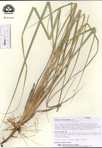 Ammophila breviligulata image