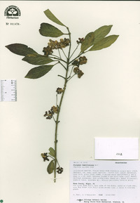 Euonymus hamiltoniana image