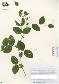 Lathyrus ochroleucus image