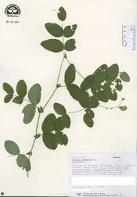 Lathyrus ochroleucus image