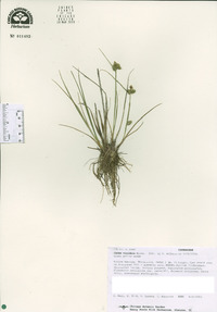 Carex viridula image