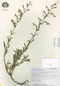 Penstemon rostriflorus image