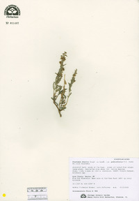Penstemon deustus var. pedicellatus image