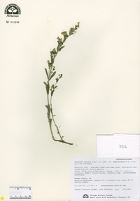 Penstemon deustus var. pedicellatus image