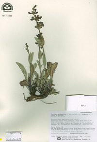 Penstemon pachyphyllus image