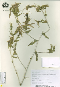 Mentzelia pumila image