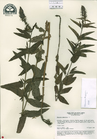 Veronica longifolia image