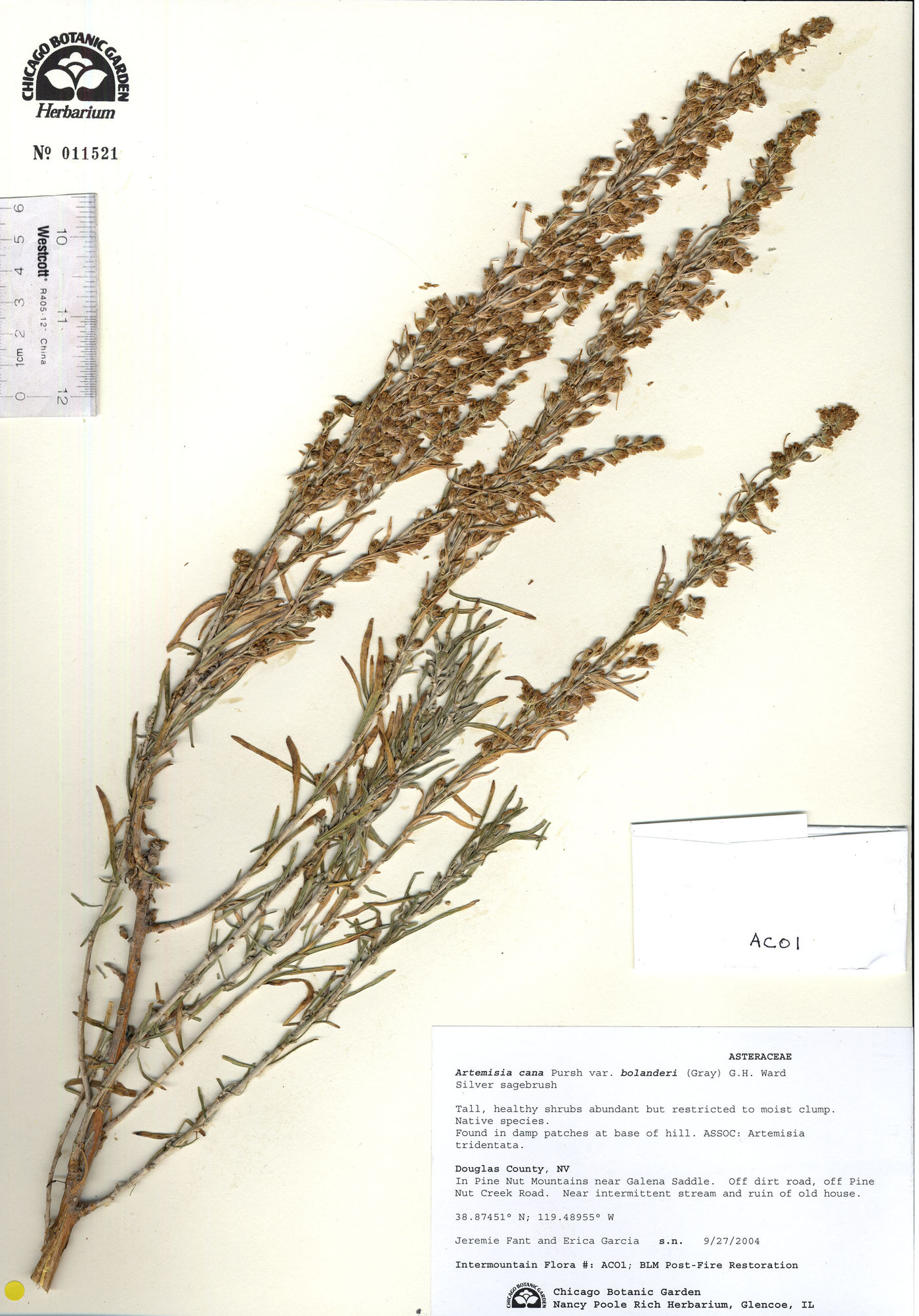 Artemisia cana image