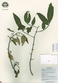 Zanthoxylum armatum image