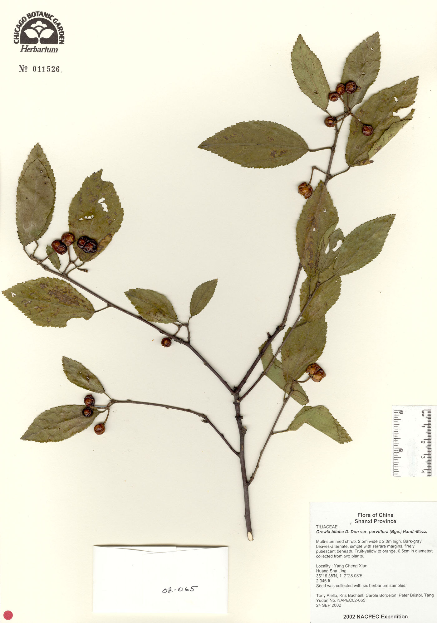 Grewia biloba var. parviflora image
