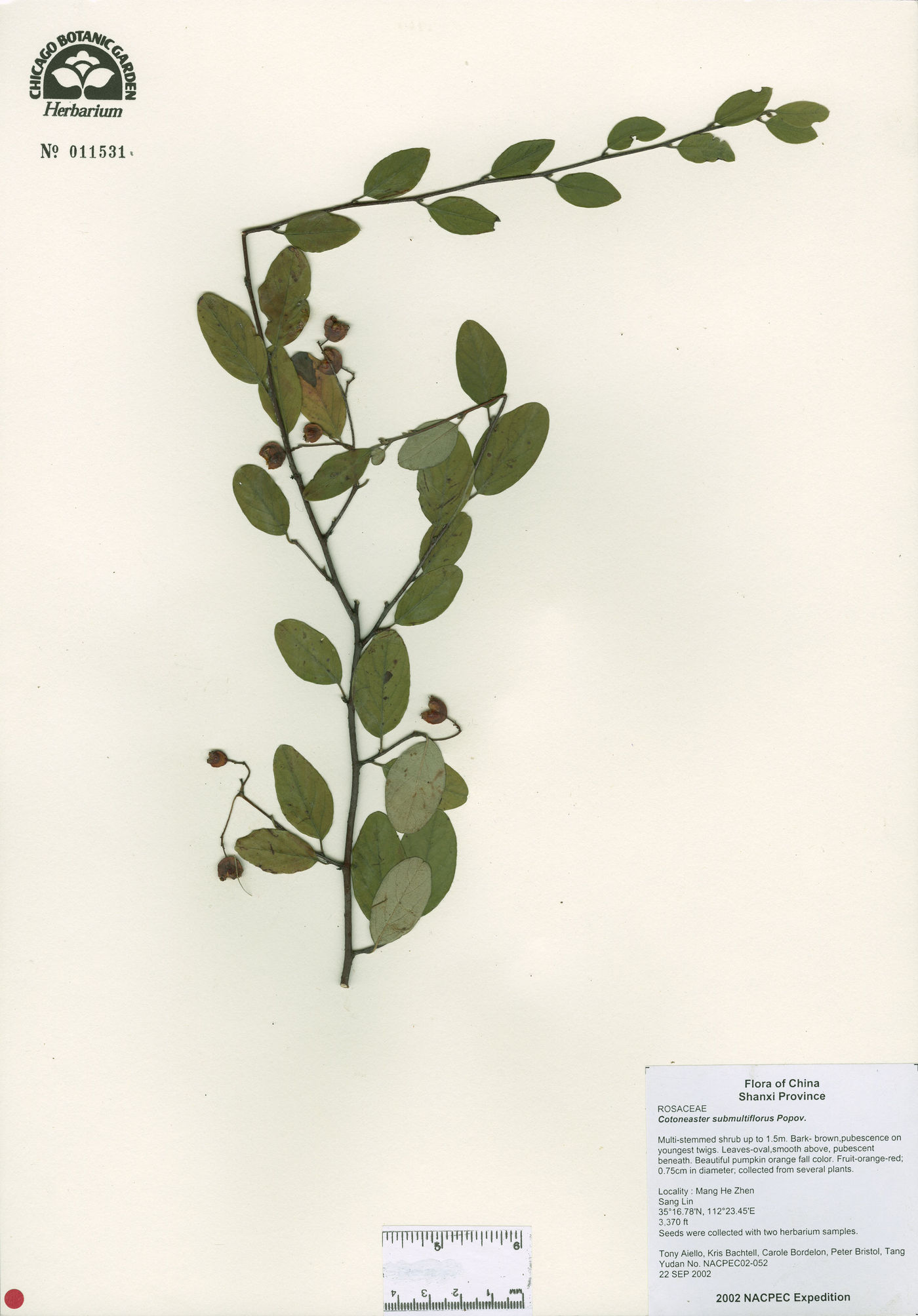 Cotoneaster submultiflorus image