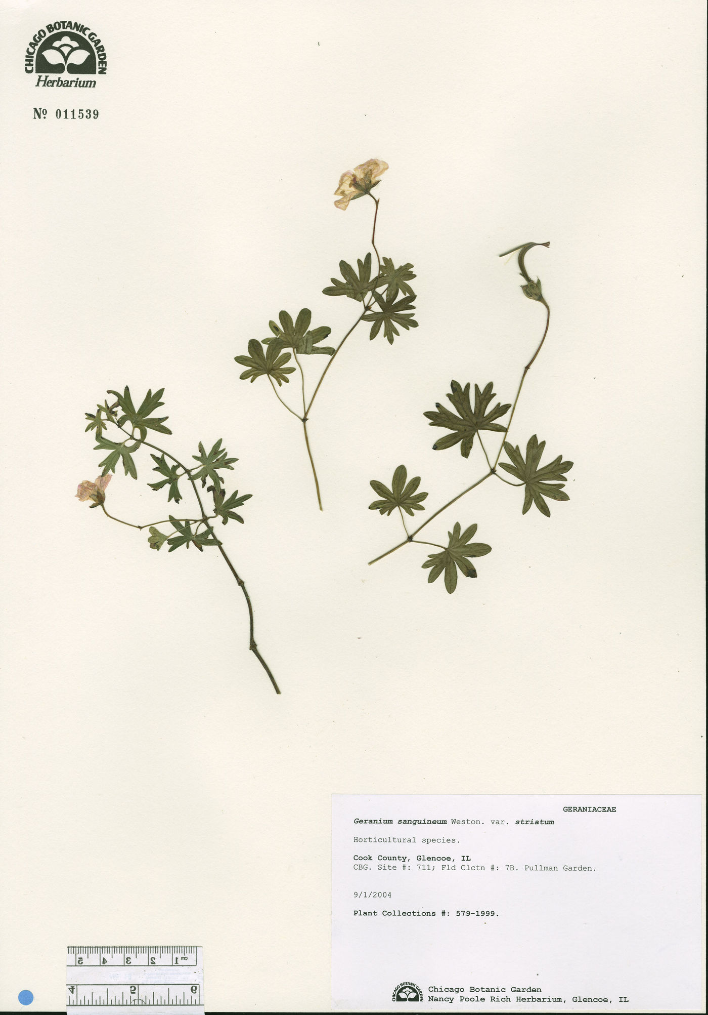 Geranium sanguineum image