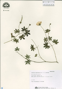 Geranium sanguineum image