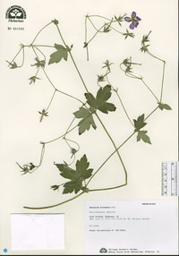 Geranium koreanum image