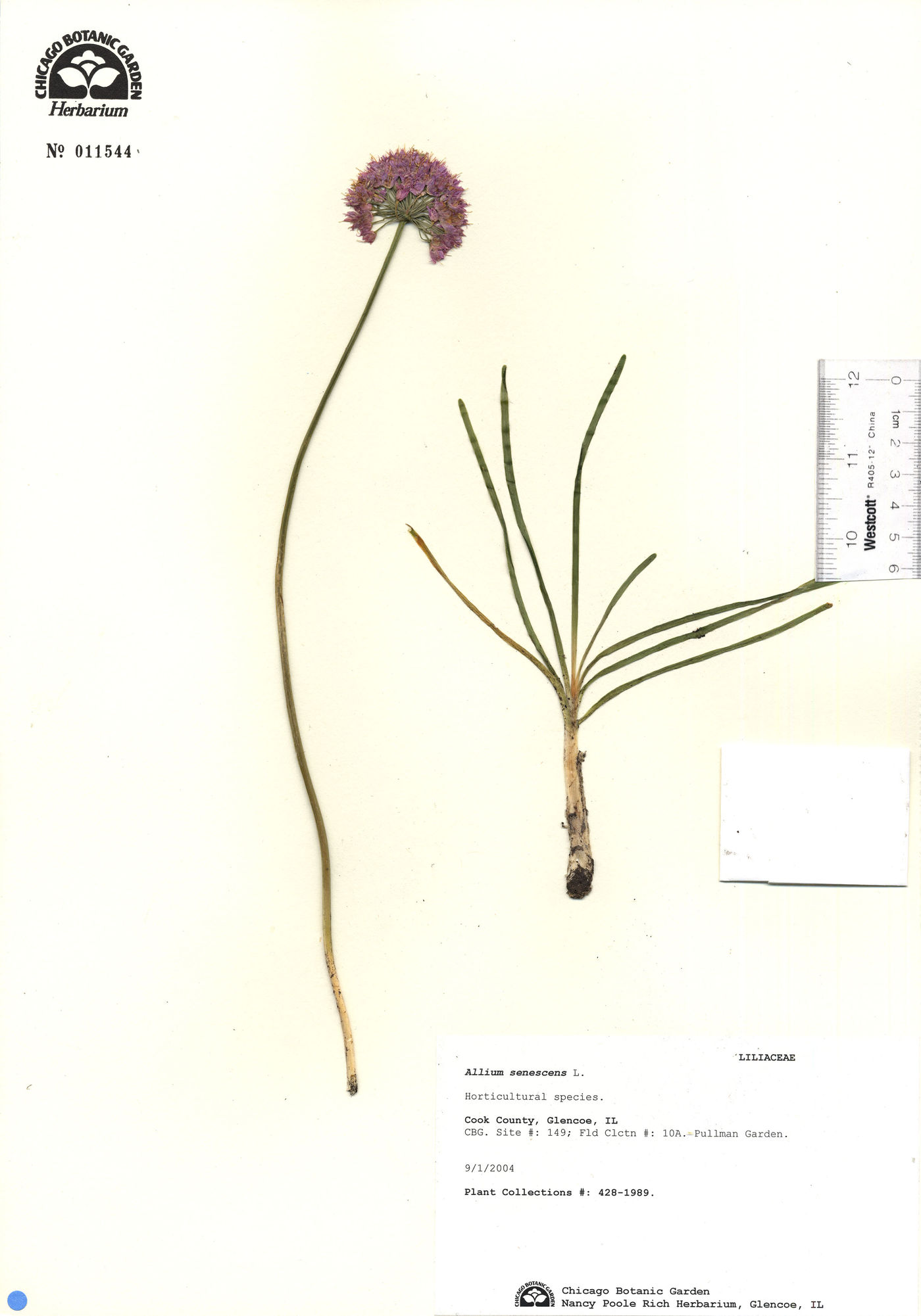 Allium senescens image