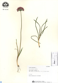 Allium senescens image