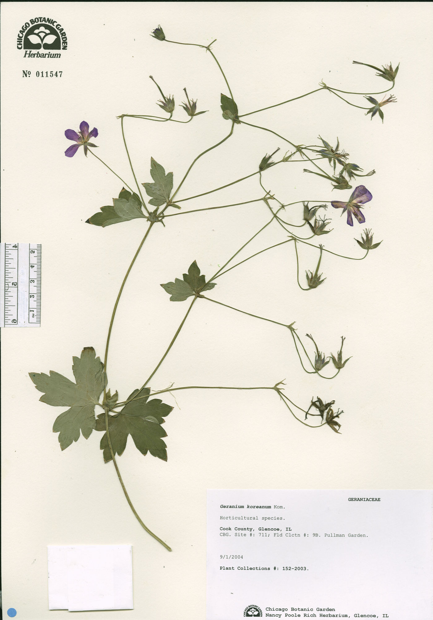 Geranium koreanum image