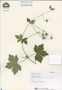 Geranium koreanum image