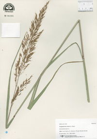 Sorghastrum nutans image