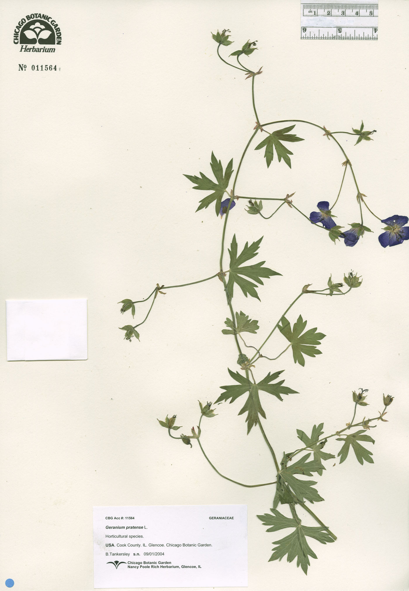 Geranium pratense image