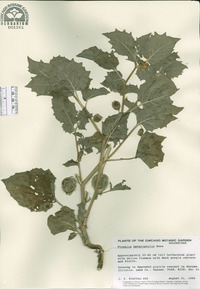 Physalis heterophylla image