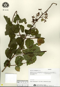 Neviusia alabamensis image