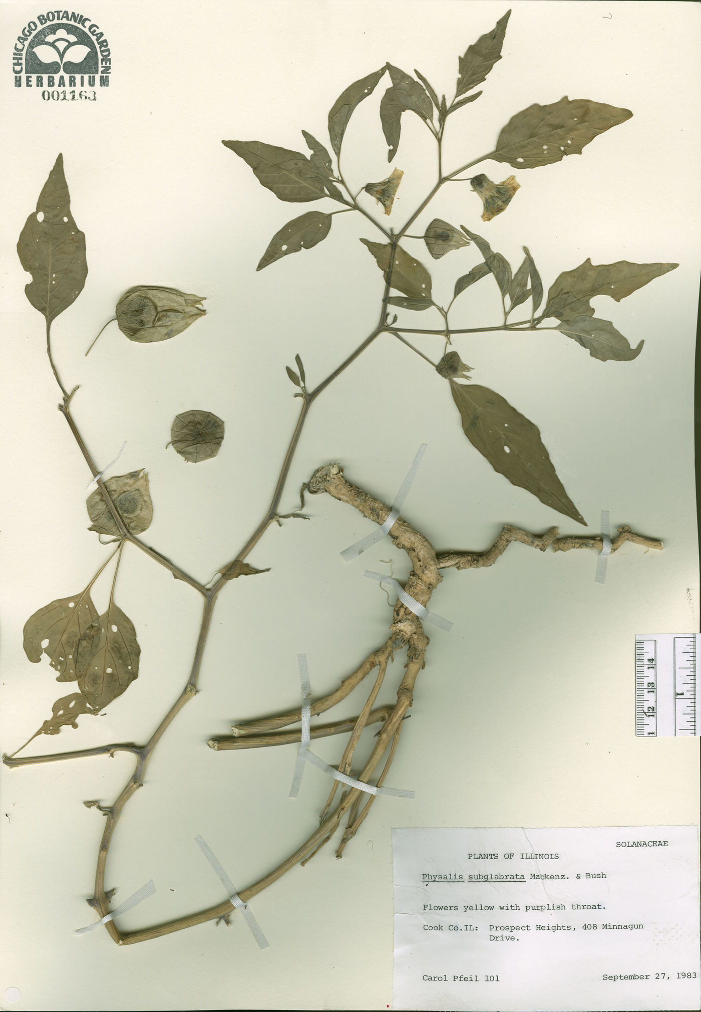 Physalis subglabrata image