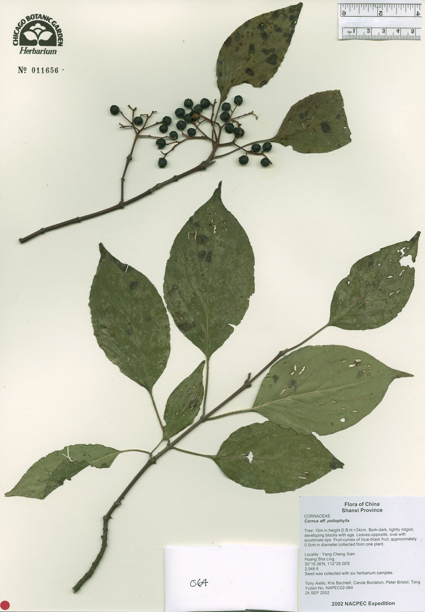 Cornus schindleri subsp. poliophylla image