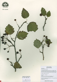 Image of Malus honanensis