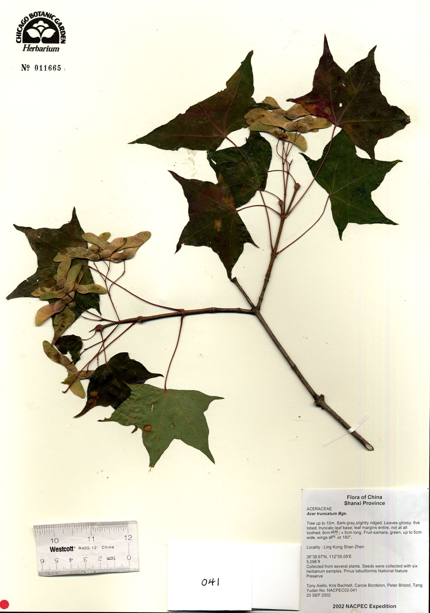 Acer truncatum image