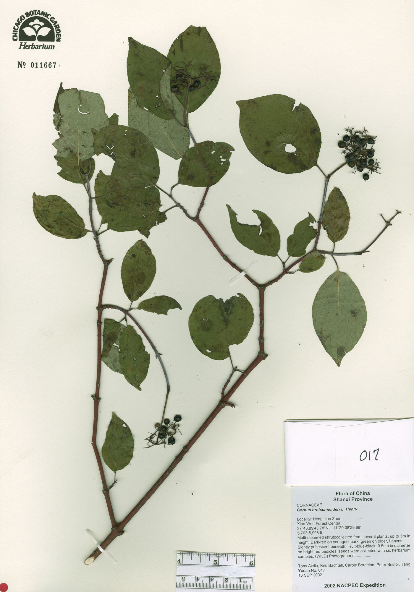 Cornus bretschneideri image
