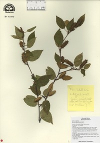 Betula albosinensis image