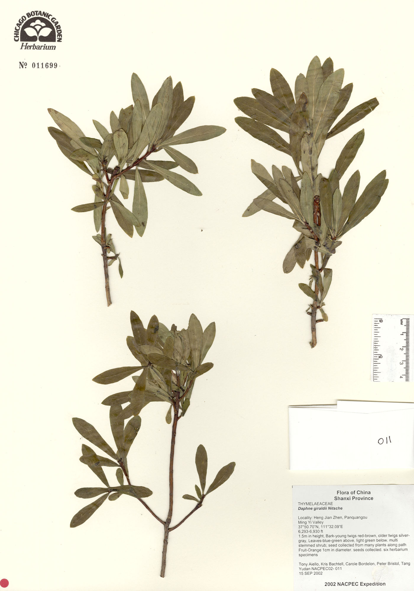 Daphne giraldii image