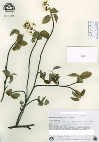 Amelanchier interior image