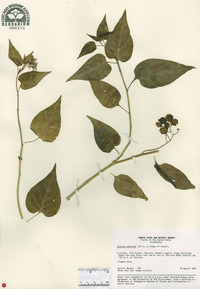 Solanum persicum image