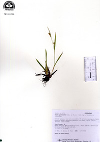 Carex granularis image