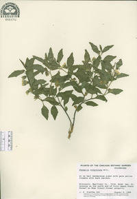 Physalis virginiana image