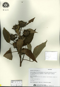 Hibiscus lasiocarpos image