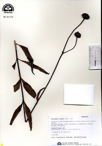 Helianthus pauciflorus subsp. pauciflorus image