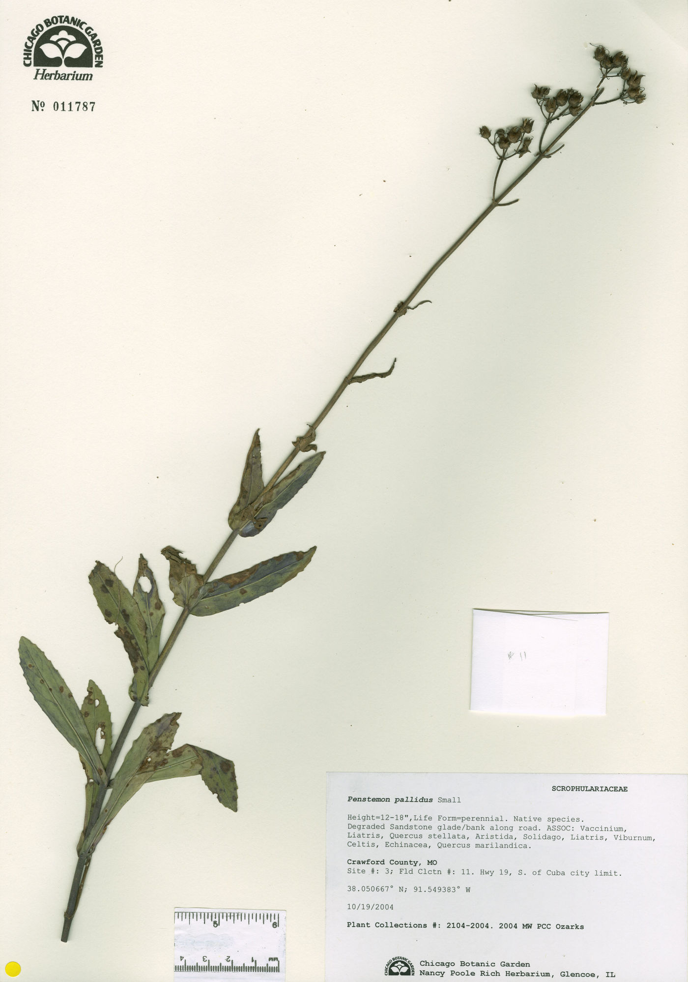 Penstemon pallidus image