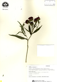 Vernonia arkansana image