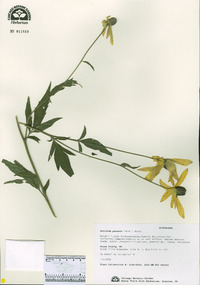 Ratibida pinnata image